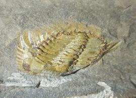 Trilobiten - Sonstige - Kettneraspis seiberti BASSE in BASSE & MLLER 2004